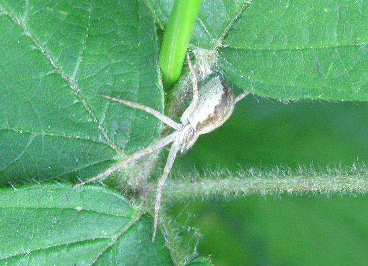 Philodromus sp. - Sostegno (BI)